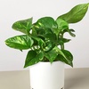 Image 16: Golden Pothos in 4", 6", and 8" Sizes with Free Shipping – Air-Purifying & Simple Care Plant Up to 15% Off