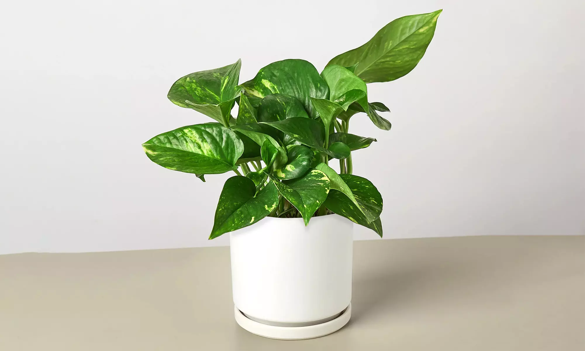 Breathe Easier: Golden Pothos – Air-Purifying & Simple Care from House Plant Shop with Free Shipping Up to 15% Off