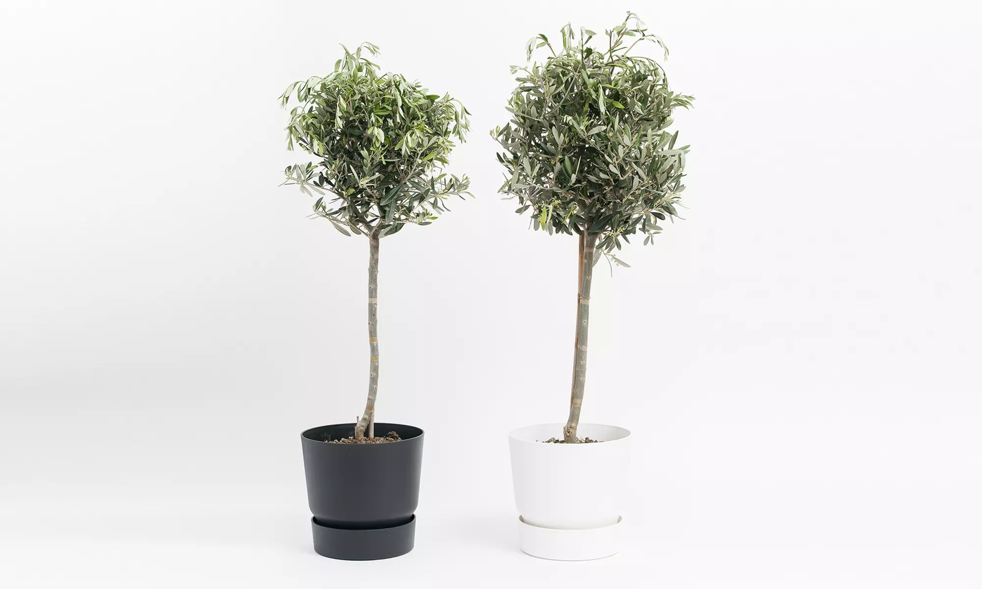 1x oder 2x winterharter Olivenbaum