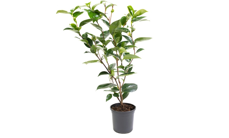 Image 2: 1 ou 2 arbustes de camélia du Japon XL de Gardenzo
