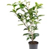 Image 2: 1 ou 2 arbustes de camélia du Japon XL de Gardenzo