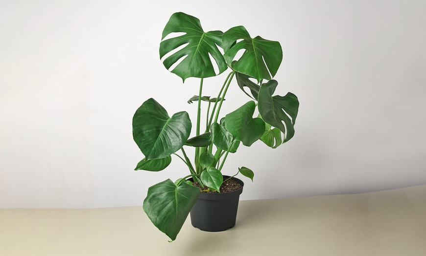 Image 11: Monstera Split Leaf from House Plant Shop with Free Shipping (Up to 15% Off)