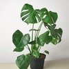 Image 11: Monstera Split Leaf in 4",6",8", and 10" Sizes with Free Shipping (Up to 15% Off)