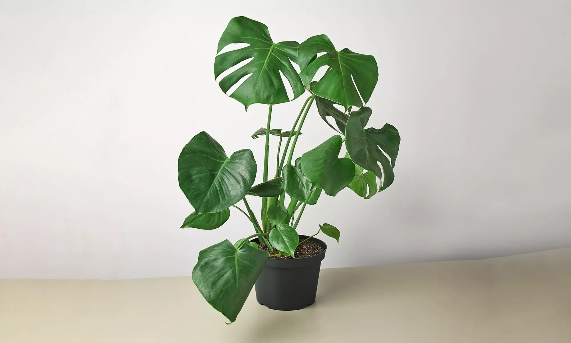 Monstera Split Leaf from House Plant Shop with Free Shipping (Up to 15% Off)