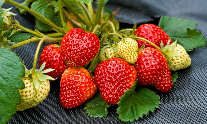 Image 5: Strawberry Plant Collection