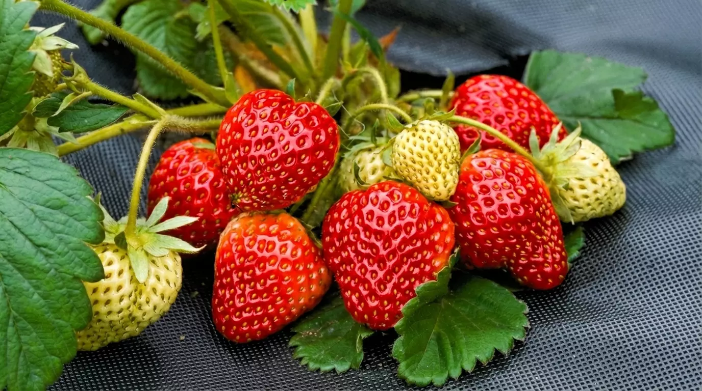 Strawberry Plant Collection