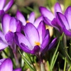 Image 1: Crocus Ruby Giant - Up to 150 Bulbs