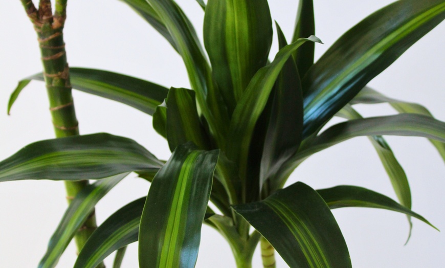 Image 2: Plante Dracaena 