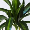 Image 2: Plante Dracaena 