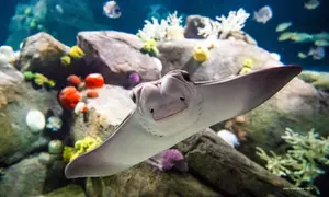 New York Aquarium Admission for One Child or Adult
