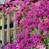 Image 14: Up to 21% Off Historic New Orleans Plantation Tours