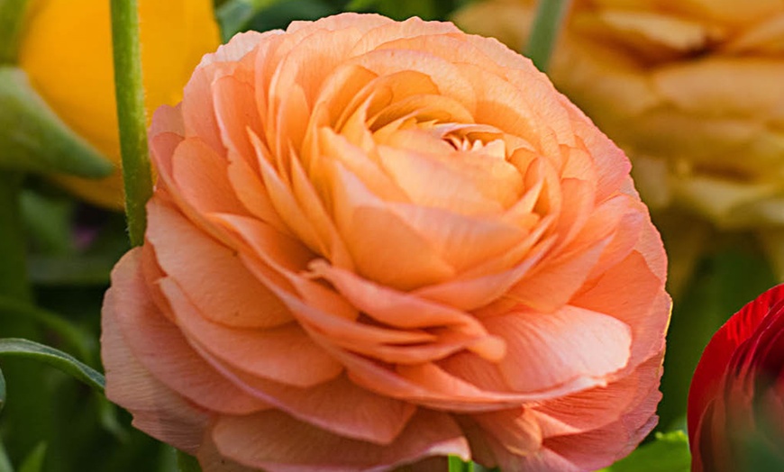 Image 6: 25 or 50 Ranunculus Spring Flowering Bulbs