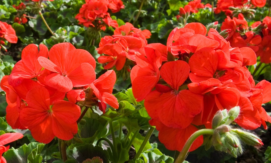 Image 8: Geranium 'Best Red' F1 Hybrid