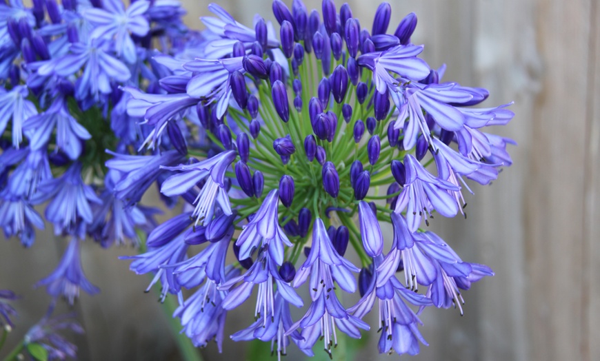 Image 3: Afrikaanse lelie Agapanthus