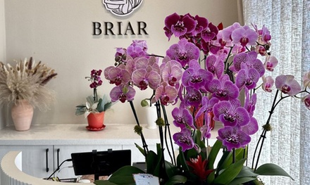 60 Minute Signature Head Spa Treatment with Massage on Neck, Shouders, Head and Scalp - Briar Beauty Spa