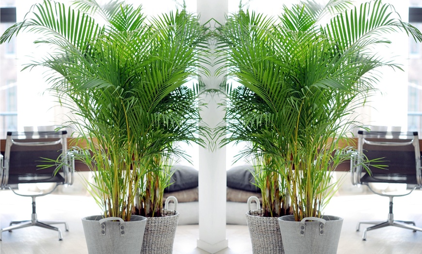 Image 2: Set of Three XL Indoor Palms