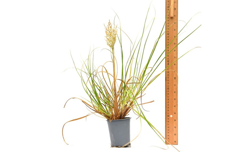 Image 5: Pampas Grass Cortaderia Tiny Pampa 9cm