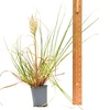 Image 5: Pampas Grass Cortaderia Tiny Pampa 9cm