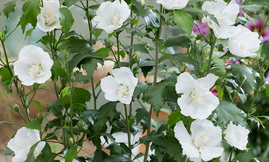 Image 4: Pack of Three Hibiscus Flower Tower Collection Potted Plants 