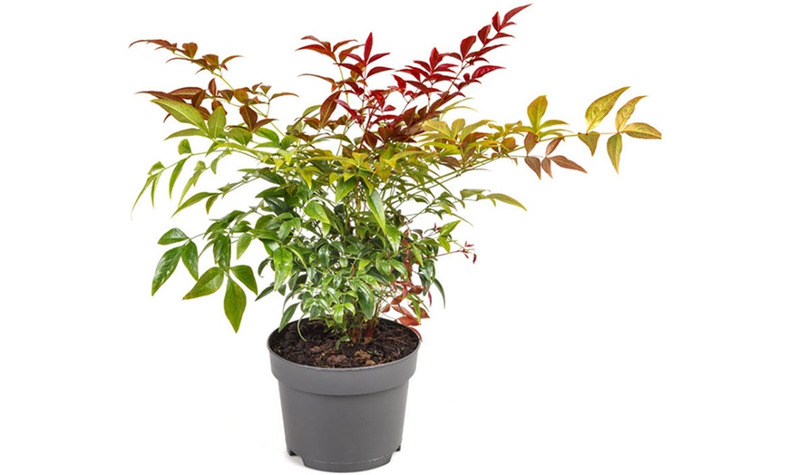 Image 5: Yougarden Nandina Obsessed Sacred Bamboo