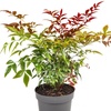 Image 5: Yougarden Nandina Obsessed Sacred Bamboo