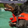 Image 13: Water Fun Awaits: Doggy Fun Swim Session (Owners Welcome to Swim Too)