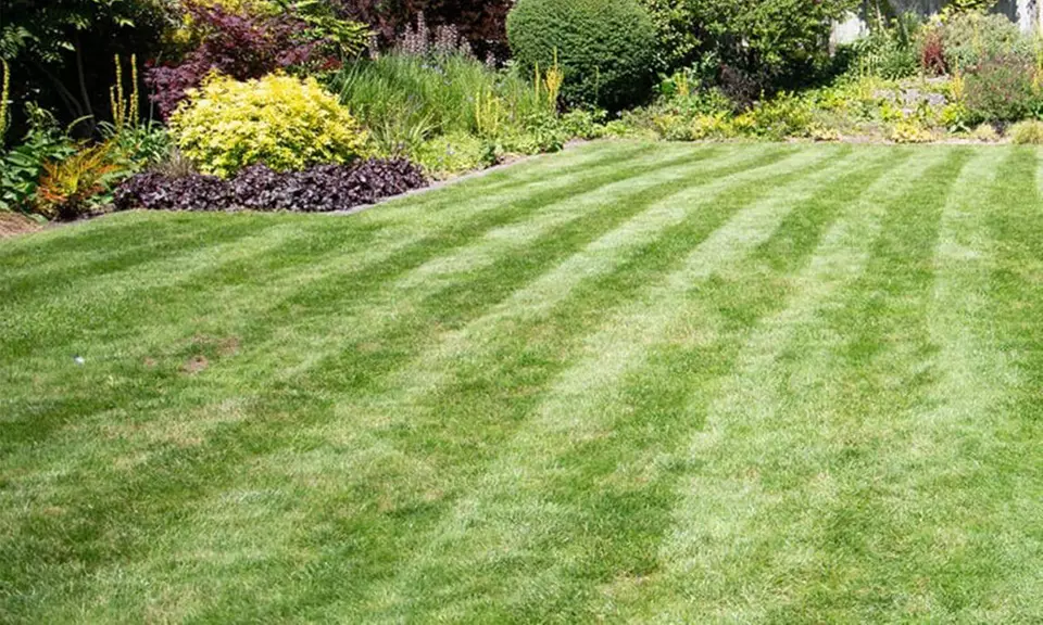 Lawn Treatments + Weed/Moss Control for Up to 100, 200, 300 or 400 Sqm