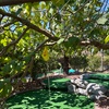 Image 10: Swing into Fun: 18-Hole Round of Mini Golf with Sodas and Ice Cream