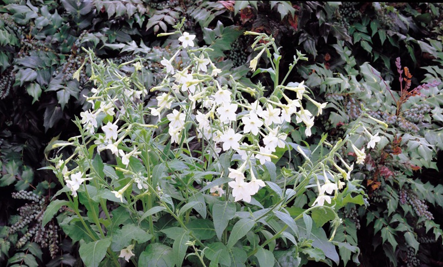 Image 3: 15 or 30 Nicotiana Affinis Garden Ready Plants