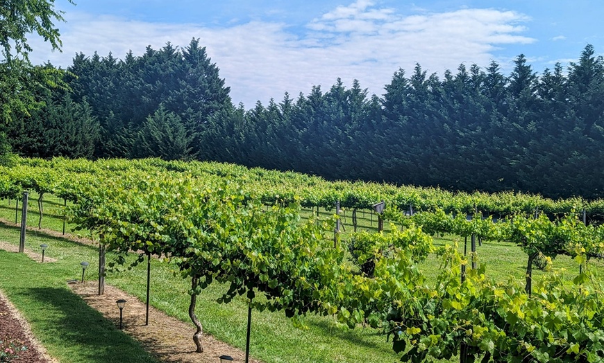Image 12: Enjoy a Wine Tasting Flight for 1, 2, or 4 People in a Scenic Vineyard