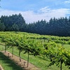 Image 12: Enjoy a Wine Tasting Flight for 1, 2, or 4 People in a Scenic Vineyard