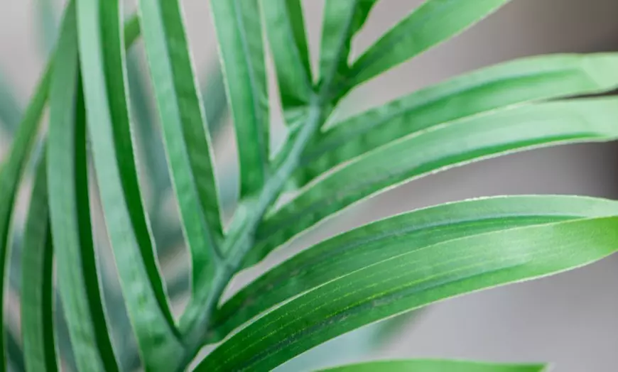 Image 19: Artificial Plants and Trees - Bamboo, Ficus, Olive and Palm