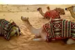 Premium Desert Safari with Waiter Service, Home/Hotel Pick up/Drop off For Up to 4 (Up to 66% Off) - Image 5