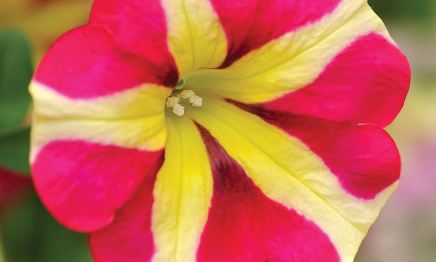 Image 5: 5 or 10 Petunia Amore Queen of Hearts Plug Plants