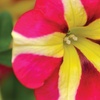 Image 5: 5 or 10 Petunia Amore Queen of Hearts Plug Plants