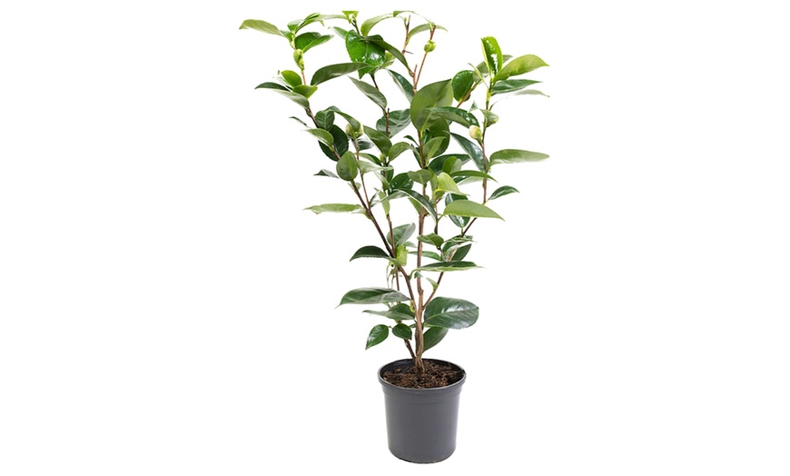 Image 6: 1 ou 2 arbustes de camélia du Japon XL de Gardenzo