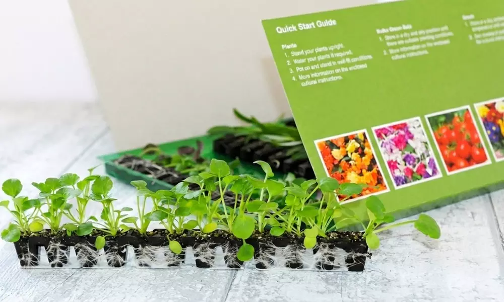 Pack of  30 or 60 Geranium 'Jackpot Mixed' Plants