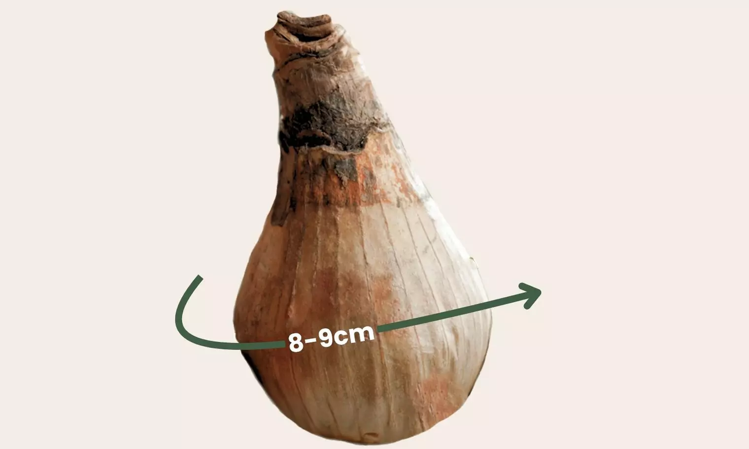 20 of 40 bollen van *Leucojum aestivum*, ook wel bekend als het zomerklokje - Image 3