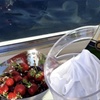 Image 13: Experience Miami's Waters on a Private Luxury Yacht