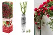 Set van 3 of 4 klimrozen in kleur naar keuze - Image 3