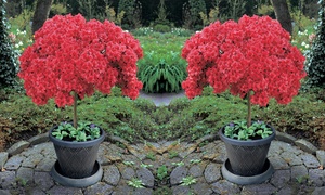  Azalea Standard Japanese Red Plant 