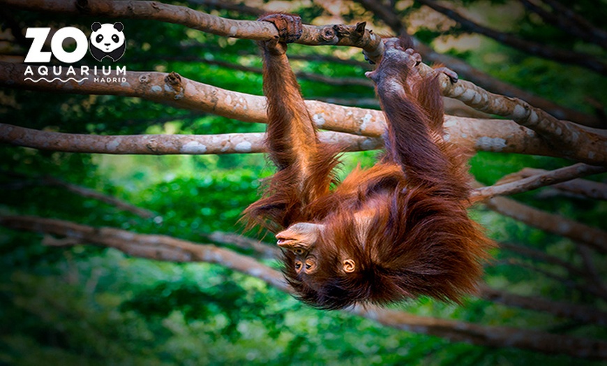 Image 8: ¡Oferta especial en el Zoo Aquarium de Madrid!