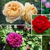 Image 1: Hybrid Tea Rose Collection 