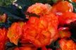 Begonia Nonstop Fire or Mocca Mix - 30 or 60 Plants - Second Medium