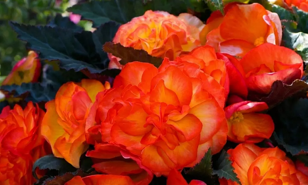 Begonia Nonstop Fire or Mocca Mix - 30 or 60 Plants
