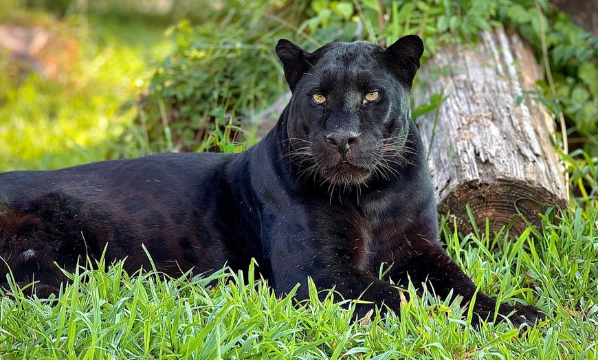 Image 5: Up to 42% Off Wildlife Adventure Tours at Animal Park