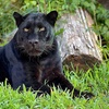 Image 5: Up to 42% Off Wildlife Adventure Tours at Animal Park