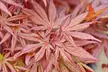 Acer Japanese Maple Trees 1, 2 or 4 Plants with Optional grey planters - Second Medium
