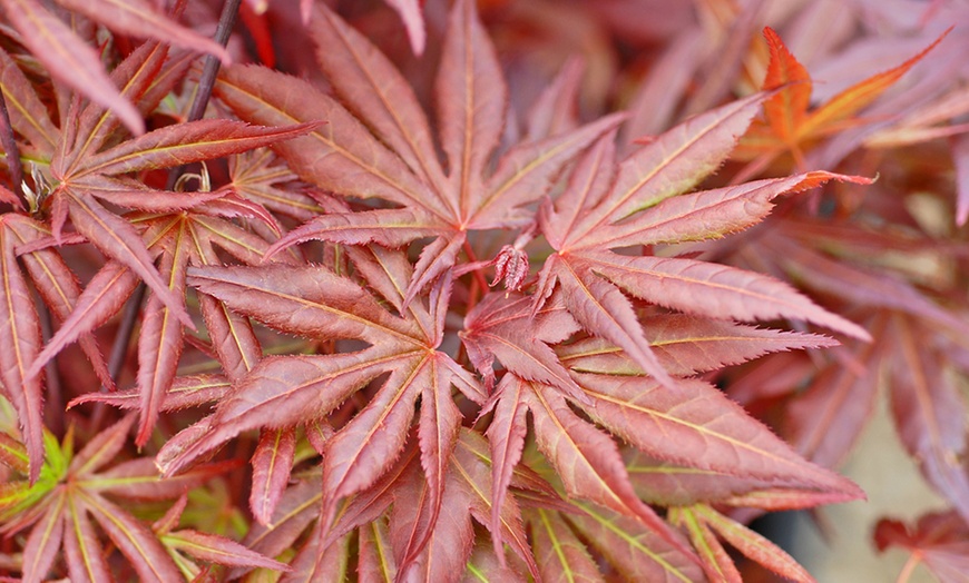 Image 3: Acer Japanese Maple Trees with Optional grey planters