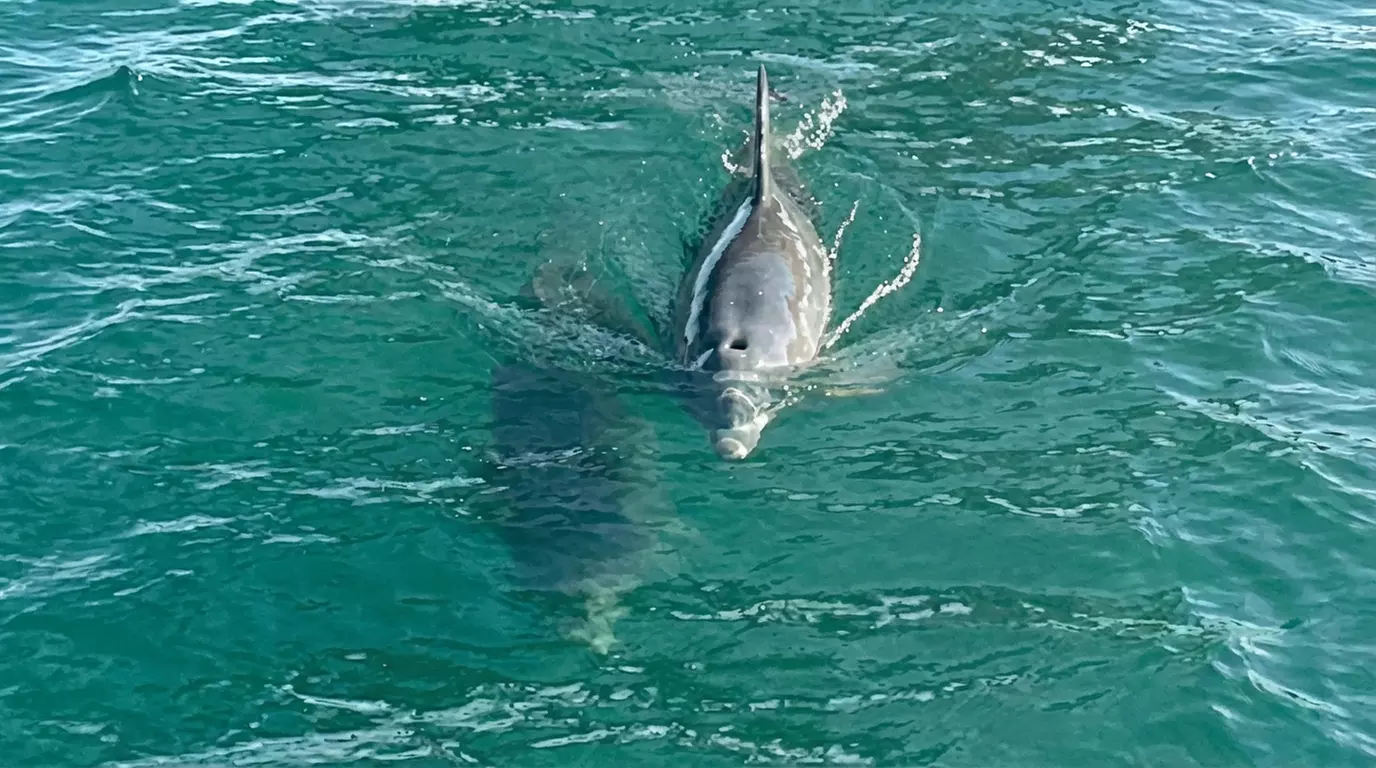 Cruise on a Luxurious Boat Rental for 1, 2, 4, or 6 Hrs Up To 6 People